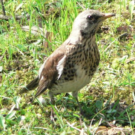 Turdus pilaris